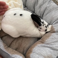 うさぎ