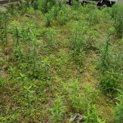 お庭や敷地の雑草でお困りではありませんか？