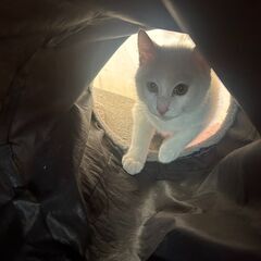 真っ白な子猫のミルクちゃんの里親募集！