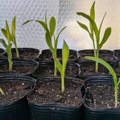 【最終値下げ・3/23まで】トウモロコシ苗 極早生品種 野菜 家庭菜園(3)の画像
