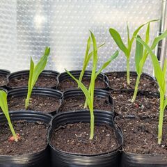 【最終値下げ・3/23まで】トウモロコシ苗 極早生品種 野菜 家庭菜園(3)の画像