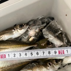 ★岸和田発★新鮮鯵★アジ★本日釣りたて★とっとパーク小島にて★2...