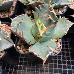 オテロイ 実生 選抜 アガベ チタノタ