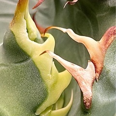 オテロイ 実生 選抜 アガベ チタノタ