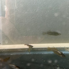 西郷めだか様血統　橙　メダカの画像