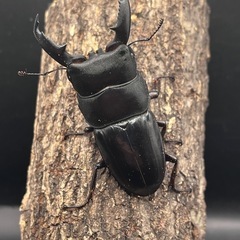 ミンダナオヒラタクワガタの幼虫の画像