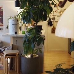 パキラ　観葉植物