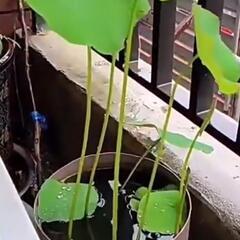 ミニ蓮赤あるいはピック芽付きの画像