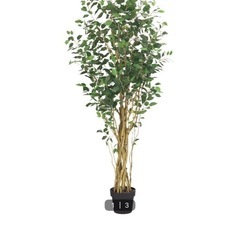 観葉植物