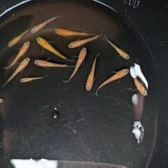 楊貴妃メダカ15匹