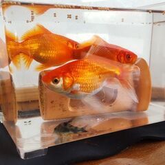 金魚