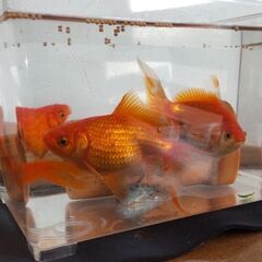 金魚の画像