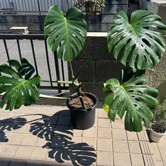 モンステラ　デリシオーサ　幹上がり大株