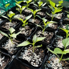 野菜苗