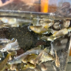 メダカ（フロマージュ）の画像