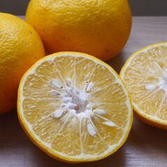 匠農園の「赤木名 匠 甘夏」販売中！