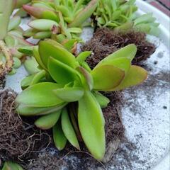 多肉植物: 火祭り