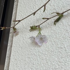 【開花しました】クマノザクラの画像