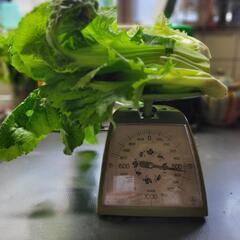 訳あり肥大蕾菜と葉520g