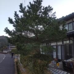お話し中松の木の剪定をお願いします。