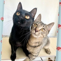 4/6(日)柏市譲渡会　　　　　　　　　　　　　🧡せとか&ゆうばれ😸🧡