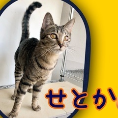 4/6(日)柏市譲渡会　　　　　　　　　　　　　🧡せとか&ゆうばれ😸🧡 - 柏市