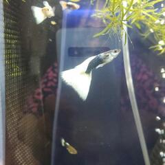 グッピーの画像