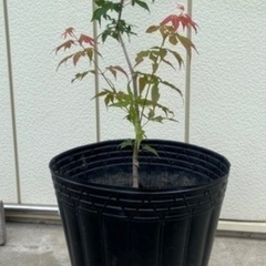もみじ　樹高約80㎝　4/20更新