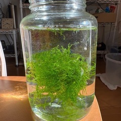 【水草】ウィーピングモス