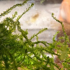 【水草】ウィーピングモスの画像