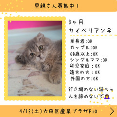 里親募集中！生後3ヶ月サイベリアン♀(⋈◍＞◡＜◍)。✧♡ 