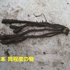 アルストロメリア　ピンク色　１００ｇ程度の画像