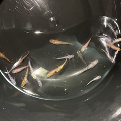めだかミックス20匹