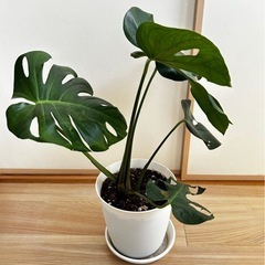 観葉植物　
モンステラの画像