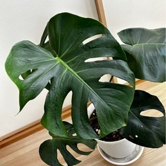 観葉植物　
モンステラの画像
