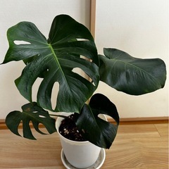 観葉植物　
モンステラ