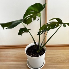 観葉植物　
モンステラの画像