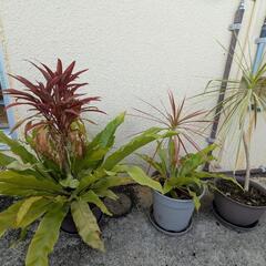 プランター(丸、長方形)千年木、グレープフルーツ苗木の画像