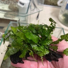 水草　ミクロソリウム活着済み2個セット　大量モス付