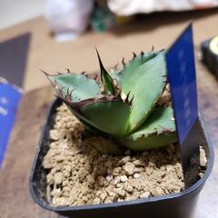アガベチタノタ黒犀牛の画像