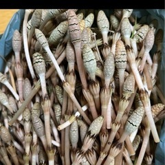 つくしの場所
