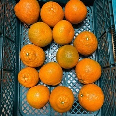 今治市発　伊予柑　14個