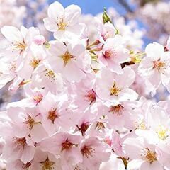 300円〜1000円大きいさよって値段は違います。桜の木は高さは...