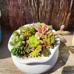 【取引中】多肉植物 寄せ植え (3.22)