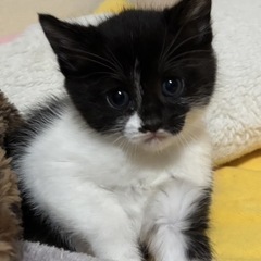 子猫