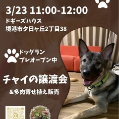 チャイの譲渡会