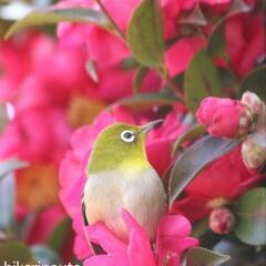 植木　山茶花の木2本(伐採する前に)の画像