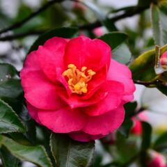 植木　山茶花の木2本(伐採する前に)