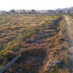 【無料】甲州式ぶどう棚の杭の画像