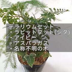 (お話中)テラリウムセット ダバリアラビットフット(シダ植物) ...